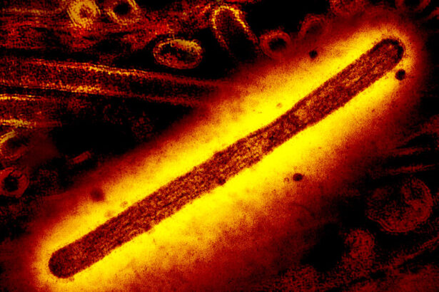 How California, now an epicenter for bird flu in dairy cattle, is monitoring the virus
