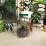 How To Make an Upcycled Jar Terrarium