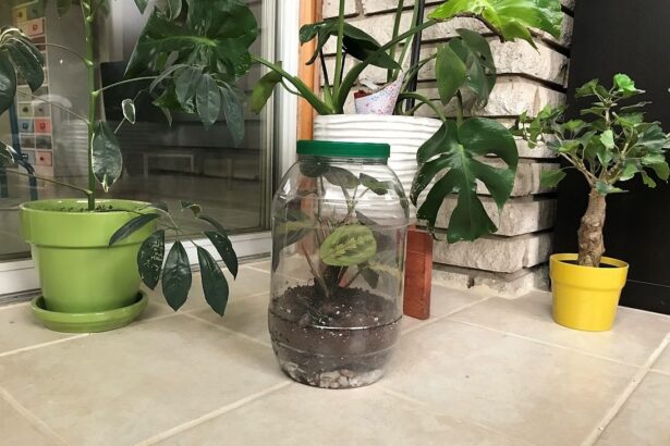 How To Make an Upcycled Jar Terrarium