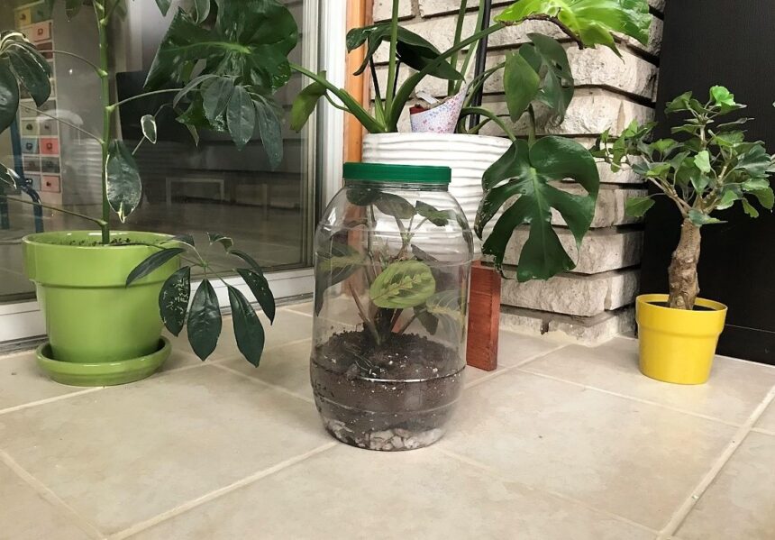 How To Make an Upcycled Jar Terrarium