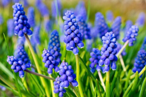 How to revamp your lawn’s reputation with bulbs