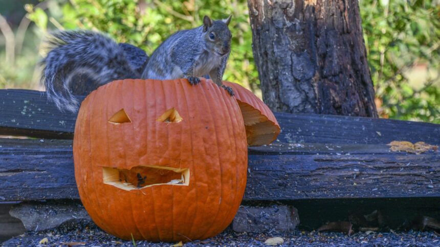 How to squirrel-proof your pumpkins