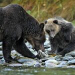 Indigenous People Mix Ancient and Modern Science to Protect Salmon and Bears