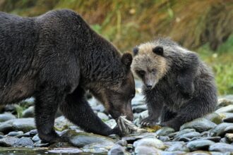 Indigenous People Mix Ancient and Modern Science to Protect Salmon and Bears