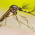 A male mosquito is seen in profile against a lime green background.