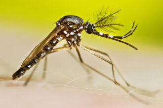 A male mosquito is seen in profile against a lime green background.