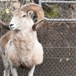 Montana breeder of illegal, giant sheep hybrid clones gets 6 months in prison