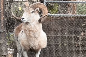 Montana breeder of illegal, giant sheep hybrid clones gets 6 months in prison