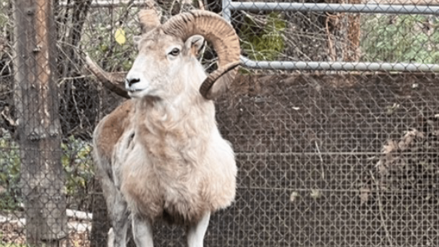 Montana breeder of illegal, giant sheep hybrid clones gets 6 months in prison