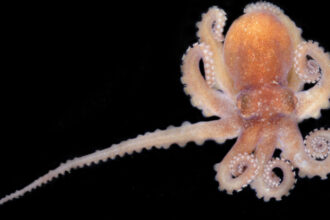 Mysterious Secrets of Octopus Arms Revealed in Unprecedented Detail : ScienceAlert