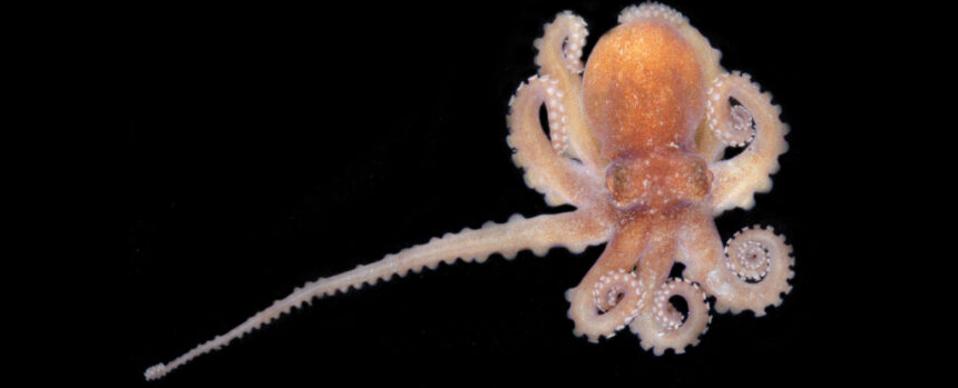 Mysterious Secrets of Octopus Arms Revealed in Unprecedented Detail : ScienceAlert