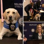 NYC 'comfort dog' used by Queens DA to help witnesses, victims open up