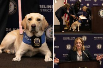 NYC 'comfort dog' used by Queens DA to help witnesses, victims open up