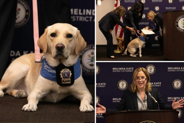 NYC ‘comfort dog’ used by Queens DA to help witnesses, victims open up
