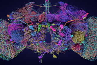 Neuroscience quest to map the brain takes leap forward