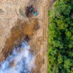 Planetary Carbon Sinks In Crisis And What You Can Do