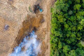 Planetary Carbon Sinks In Crisis And What You Can Do