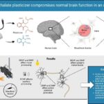 Plasticizers impair normal brain function in vertebrates, study finds