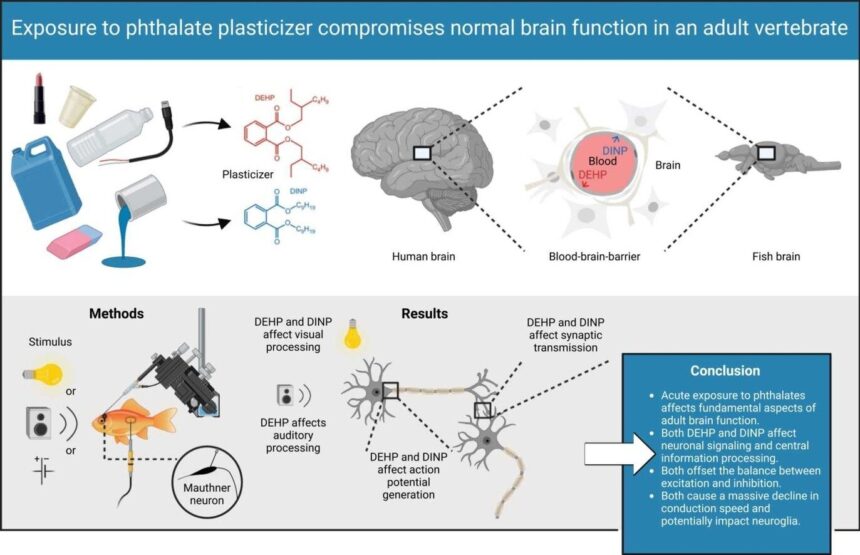 Plasticizers impair normal brain function in vertebrates, study finds