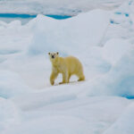 A polar bear walks across the snow