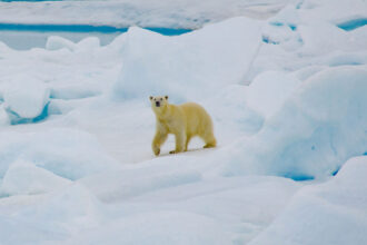 A polar bear walks across the snow