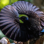 A black-colored bird arcs his wings, making a full circle around his head, as part of his courtship display.