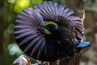 A black-colored bird arcs his wings, making a full circle around his head, as part of his courtship display.