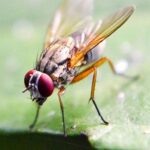 Scientists Map Fruit Fly Brain, Breakthrough For Human, Animal Insights