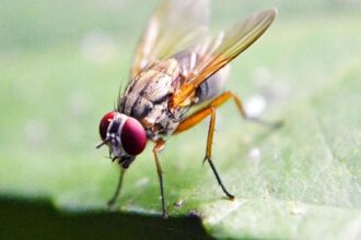 Scientists Map Fruit Fly Brain, Breakthrough For Human, Animal Insights