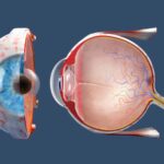 Stem cell transplant gives hope for treating age-related sight loss