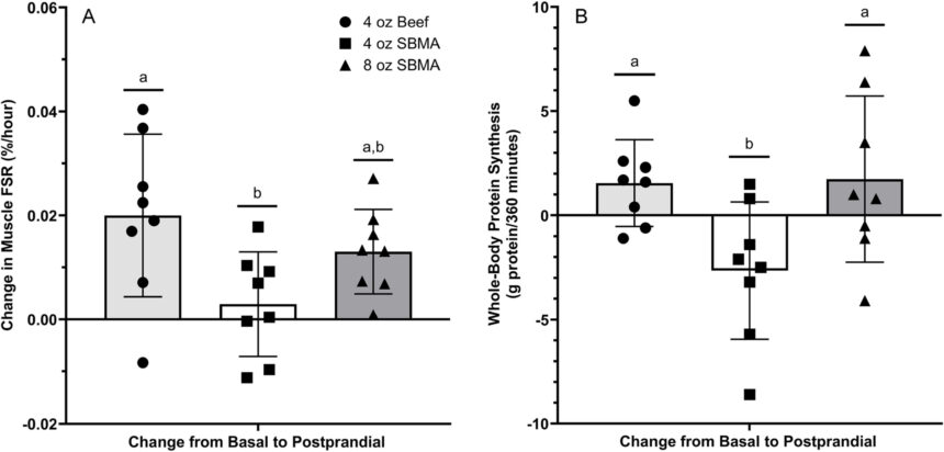 Study finds ground beef more effective than soy for muscle building