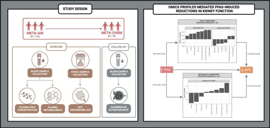 Study links PFAS exposure to kidney function decline via gut microbiome