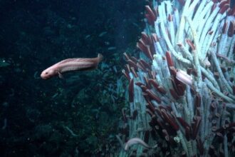 Surprise Discovery Reveals Animal Life Thriving Under The Seafloor : ScienceAlert