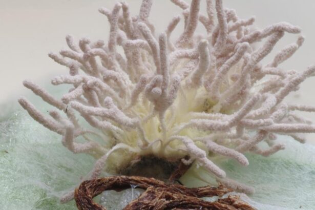 ‘The Last of Us’ fungus found in Scotland