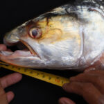 This image shows the head of the newly rediscovered giant salmon carp with its distinctive hooked jaw. A pair of hands hold a measuring tape, measuring the size of the fish