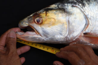 This image shows the head of the newly rediscovered giant salmon carp with its distinctive hooked jaw. A pair of hands hold a measuring tape, measuring the size of the fish