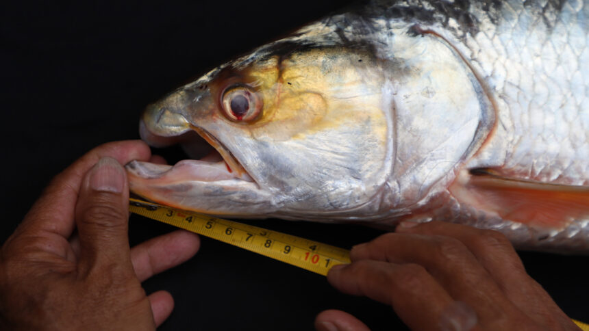 This image shows the head of the newly rediscovered giant salmon carp with its distinctive hooked jaw. A pair of hands hold a measuring tape, measuring the size of the fish