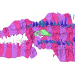 A 3-D reconstruction of an ancient millipede fossil