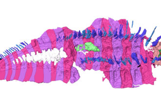 A 3-D reconstruction of an ancient millipede fossil