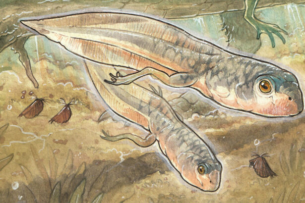 The oldest known fossil tadpole was a big baby