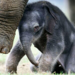 A baby elephat huddles under the feet of its mother.