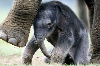 A baby elephat huddles under the feet of its mother.