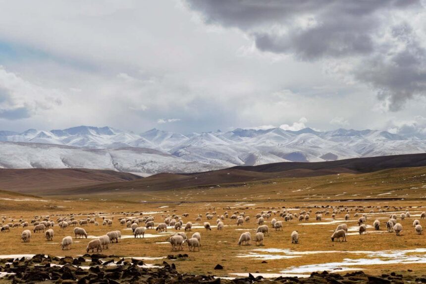 Tibetan plateau, Qinghai province, China