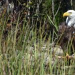 A bald eagle stands in a wetlands wildlife refuge.