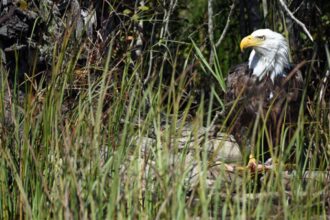 A bald eagle stands in a wetlands wildlife refuge.