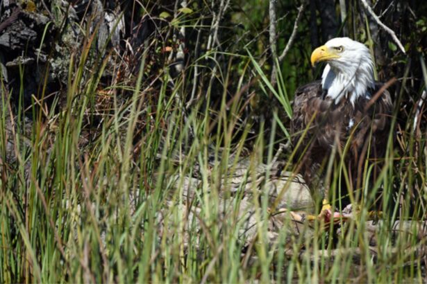 Wetland Protections Remain Bogged Down in Mystery 