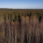 An overhead shot of a pine forest with a section of dying trees in the front