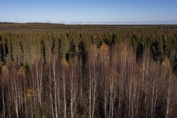 An overhead shot of a pine forest with a section of dying trees in the front