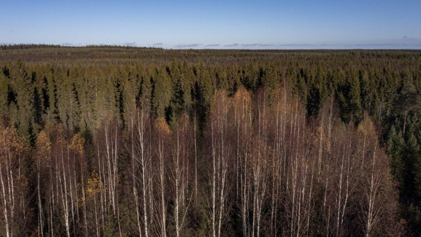 An overhead shot of a pine forest with a section of dying trees in the front