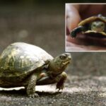 Woman nabbed trying to smuggle 29 turtles wrapped in socks into Canada